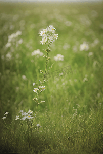 春天开着白色小花的绿色草地图20摄影图