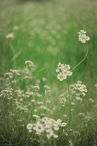 草地地图摄影照片_春天开着白色小花的绿色草地图6高清图片