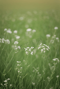 春天开着白色小花的绿色草地图19高清图片