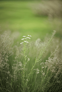 草地地图摄影照片_春天开着白色小花的绿色草地图14照片