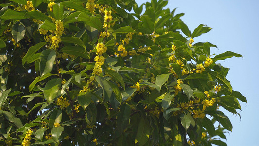 桂花乌龙茶茶叶摄影照片_实拍饱满盛开的桂花