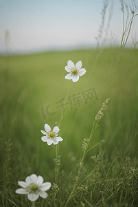 春天开着白色小花的绿色草地图24摄影配图