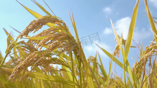 秋天成熟的稻子稻穗饱满金黄实拍1080