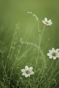 春天开着白色小花的绿色草地图65高清图片