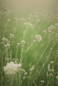 春天开着白色小花的绿色草地图12摄影照片
