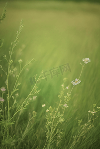 春天开着白色小花的绿色草地图18高清摄影图
