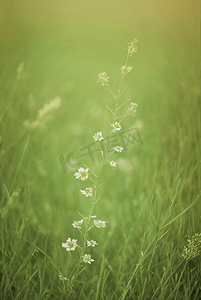 草地地图摄影照片_春天开着白色小花的绿色草地图49摄影配图