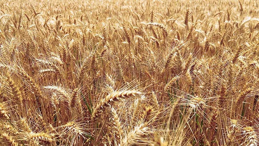 麦穗黄色摄影照片_实拍秋天秋收麦子成熟麦田黄色的麦穗