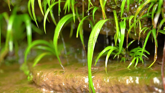 实拍溪流植物水滴高清