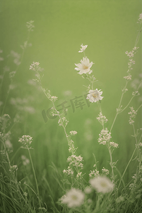 春天开着白色小花的绿色草地图片22
