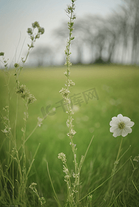 春天开着白色小花的绿色草地图64图片