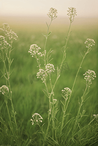 春天开着白色小花的绿色草地图36摄影配图