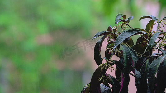 夏天午后下雨暴雨