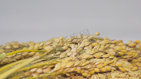 麦子特写摄影照片_实拍黄色稻谷稻子颗粒饱满稻穗特写