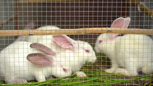兔子养殖场摄影照片_实拍养殖场饲养的兔子肉兔农村风景家禽