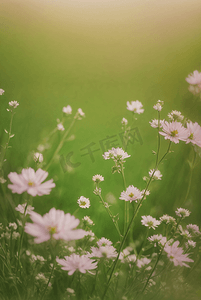草地小花摄影照片_春天开着白色小花的绿色草地图55摄影配图