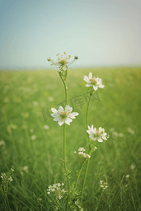春天开着白色小花的绿色草地图11图片
