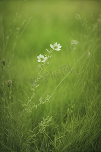 春天开着白色小花的绿色草地图17高清图片
