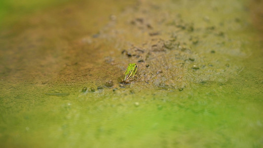 实拍夏日夏天夏季农村风景田园风光田间里的青蛙