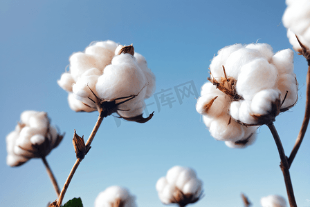 秋季白色的成熟棉花图片51