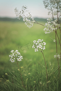 草地地图摄影照片_春天开着白色小花的绿色草地图33摄影图