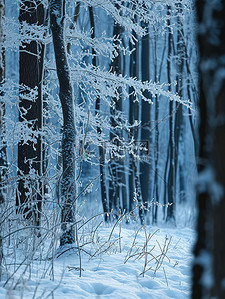 白雪森林背景图片_冬天的森林雪覆盖的树枝背景图