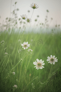 白色小花摄影照片_春天开着白色小花的绿色草地图69摄影照片