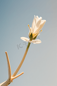 冬日暖阳照射下的美丽花朵图片22