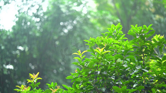 实拍夏天夏季夏日暴雨大雨下雨自然风景