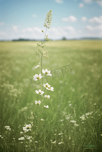 春天开着白色小花的绿色草地图58摄影图