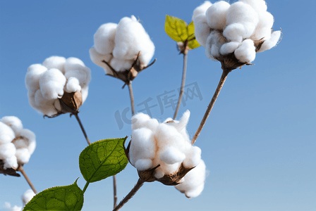 秋季白色的成熟棉花图片86