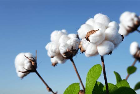 秋季白色的成熟棉花图片87