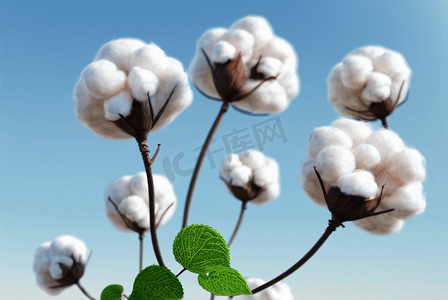 秋季白色的成熟棉花图片129
