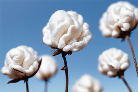 秋季白色的成熟棉花图片91