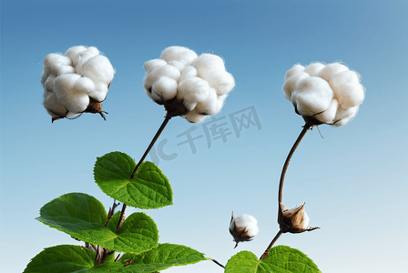 秋季白色的成熟棉花图片88