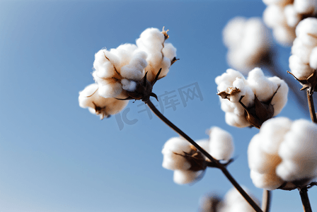 秋季白色的成熟棉花图片140