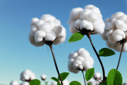 秋季白色的成熟棉花图片132