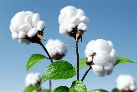 秋季白色的成熟棉花图片97