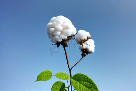 秋季白色的成熟棉花图片123