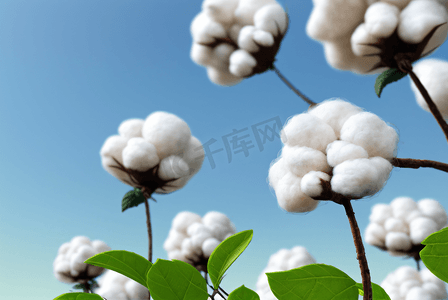 秋季白色的成熟棉花图片105