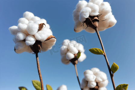 秋季白色的成熟棉花图片111