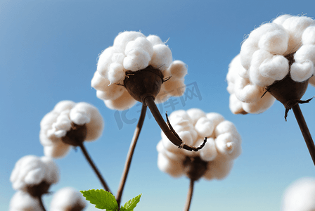 秋季白色的成熟棉花图片121