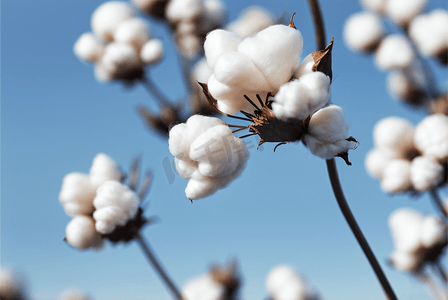 秋季白色的成熟棉花图片133