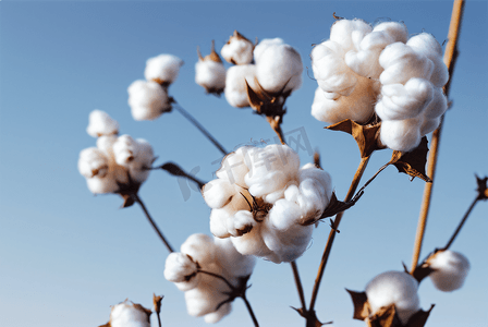 秋季白色的成熟棉花图片141