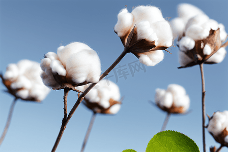 秋季白色的成熟棉花图片77