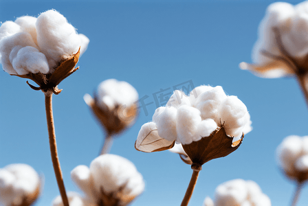 秋季白色的成熟棉花图片135