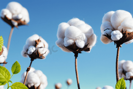 秋季白色的成熟棉花图片107