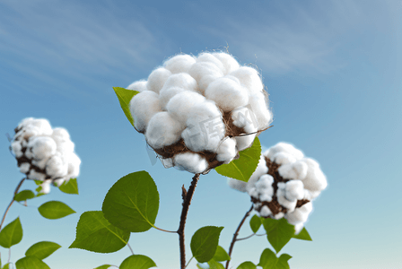 秋季白色的成熟棉花图片139