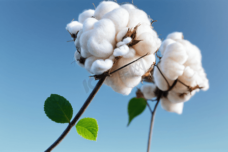 秋季白色的成熟棉花图片137