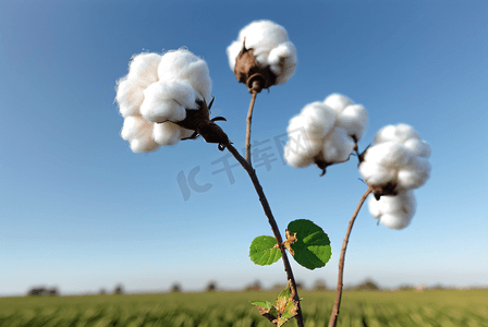 秋季白色的成熟棉花图片124